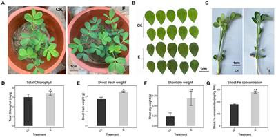 <mark class="highlighted">Endophytic Fungus</mark> Phomopsis liquidambaris Enhances Fe Absorption in Peanuts by Reducing Hydrogen Peroxide